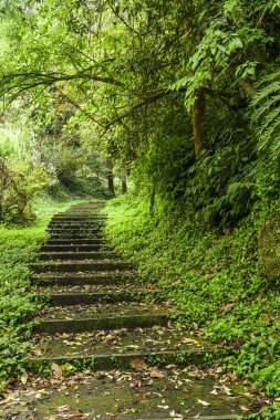 Taş merdiven yeşil orman