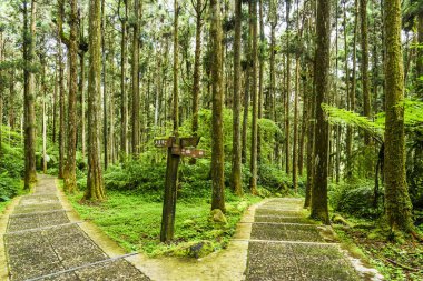 Taş merdiven yeşil orman