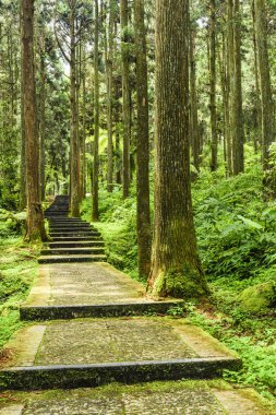 Taş merdiven yeşil orman