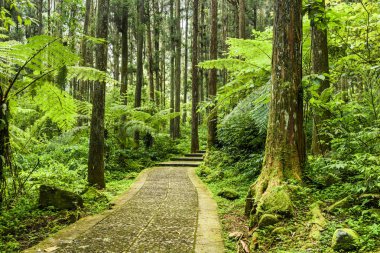 Taş merdiven yeşil orman