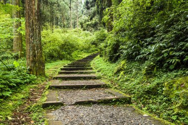 Nantou, Tayvan 'daki Xitou Doğa Eğitim Bölgesi' ndeki Taş Merdiven Yolu 'nun manzarası.