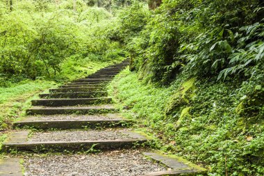 Tayvan 'ın Zhushan Nantou kentindeki orman taşları..