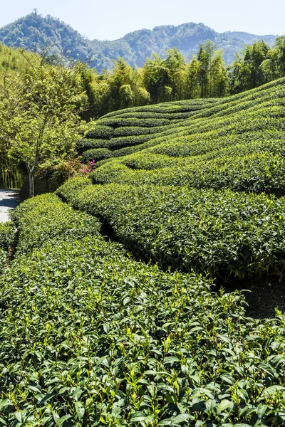 Beautiful Tea Plantation Landscape Mountaintop Nantou Taiwan — Stock Photo, Image