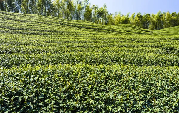 Tea Plantation Mountaintop Nantou Taiwan — Stock Photo, Image