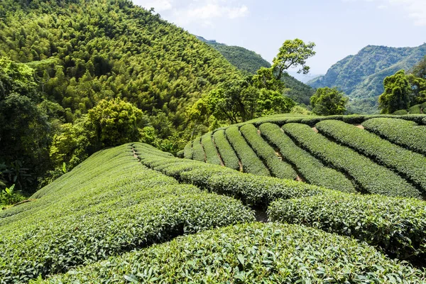 南投山頂の美しい茶畑風景 — ストック写真