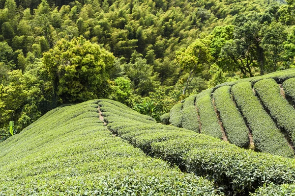 Φυτεία Τσαγιού Στην Κορυφή Του Βουνού Στο Ναντού Ταϊβάν — Φωτογραφία Αρχείου