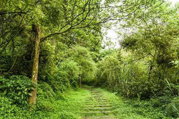 Taş Merdiven Yeşil Orman — Stok fotoğraf