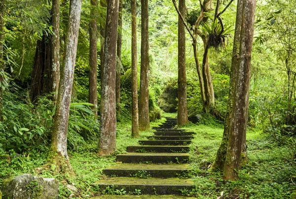 Stone stair in green forest