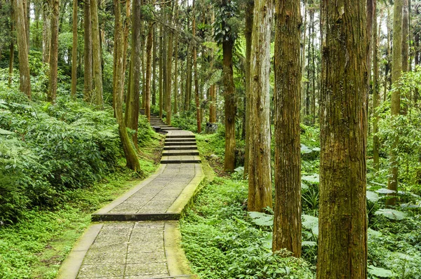 Escalier Pierre Dans Forêt Verte — Photo