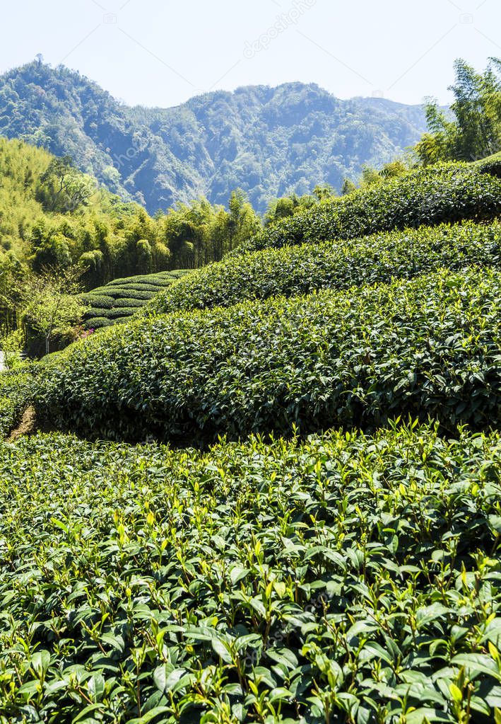 tea plantation in the mountaintop at Nantou, Taiwan.