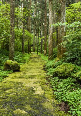 Nantou, Tayvan 'da Xitou Doğa Eğitim Bölgesi' nde orman boyunca uzanan patika manzarası.