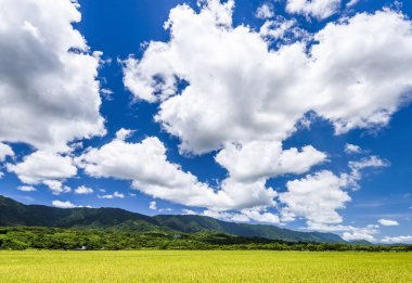 Olgun çeltik tarlası Dağlarla çevrili Mavi Gök, Tayvan 'ın doğusu.