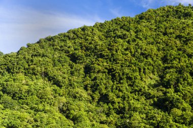 Mavi gökyüzü ile güzel yeşil orman