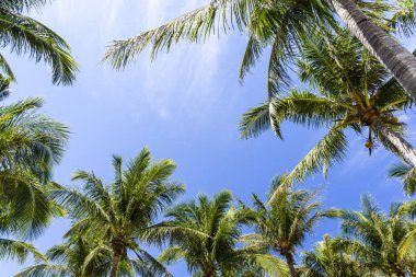 Sahilde mavi gökyüzü bulutlu güneşli hindistan cevizi ağaçları