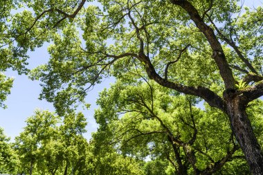 Arkaplan olarak mavi gökyüzü olan yemyeşil ağaçlar