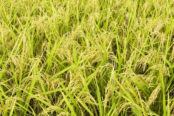 台湾稻田即将收获稻谷 — 图库照片