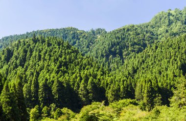 Nantou, Tayvan 'daki Güneş-Bağ Ormanı Dinlenme Alanı' ndaki güzel yeşil orman..