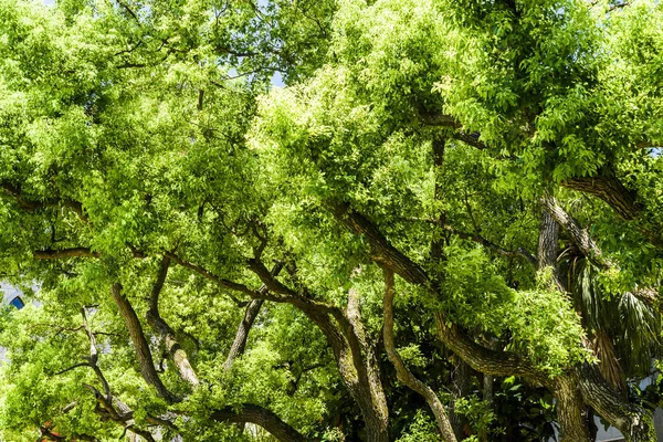 Arkaplan Olarak Mavi Gökyüzü Olan Yemyeşil Ağaçlar — Stok fotoğraf