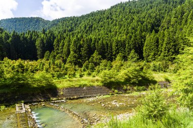 Nantou, Tayvan 'daki Güneş-Bağ Ormanı Dinlenme Alanı' ndaki güzel yeşil orman..