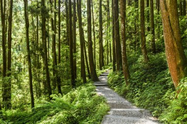 Güneş-Bağ-Deniz Ormanı Dinlenme Alanı, Nantou, Tayvan 'daki ormandan geçen patikanın görüntüsü.