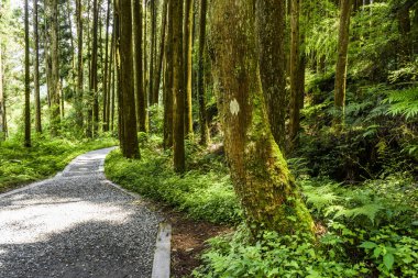 Güneş-Bağ-Deniz Ormanı Dinlenme Alanı, Nantou, Tayvan 'daki ormandan geçen patikanın görüntüsü.