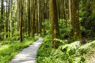 Güneş-Bağ-Deniz Ormanı Dinlenme Alanı, Nantou, Tayvan 'daki ormandan geçen patikanın görüntüsü.