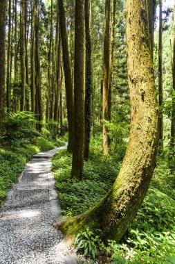 Güneş-Bağ-Deniz Ormanı Dinlenme Alanı, Nantou, Tayvan 'daki ormandan geçen patikanın görüntüsü.