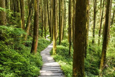 Güneş-Bağ-Deniz Ormanı Dinlenme Alanı, Nantou, Tayvan 'daki ormandan geçen patikanın görüntüsü.