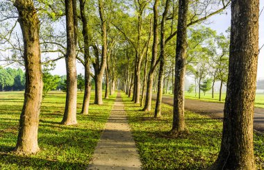 Parkta yeşil ağaçlı patika