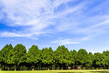 Nantou, Tayvan 'da arka planda mavi gökyüzü, köknar ve çam ağaçları olan yemyeşil ağaçlar..