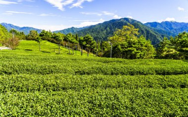Tayvan, Tayvan 'daki Fushoushan Çiftliği' nin tepesindeki güzel çay tarlası manzarası..