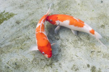 Havuzda yüzen süslü sazan balığı.