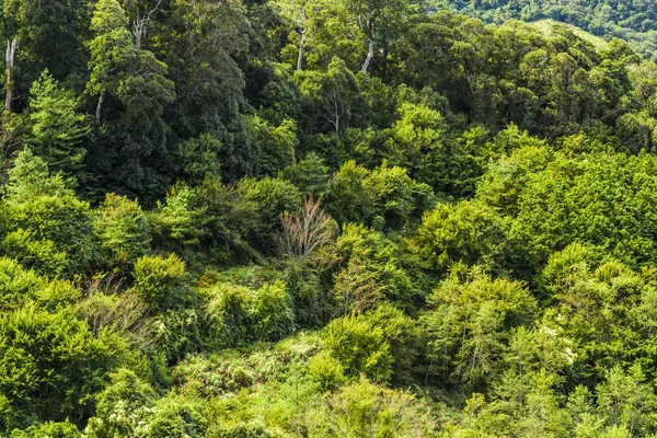 Der Schöne Grüne Waldhintergrund Grüne Berge Mit Dem Wald Taiwan — Stockfoto