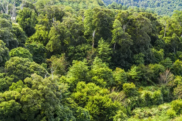 Prachtige Groene Bos Achtergrond Verdant Bergen Met Het Bos Taiwan — Stockfoto