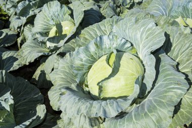 Tarlada yetişen taze lahananın yakın çekimi, Tayvan.