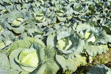 Tarlada yetişen taze lahananın yakın çekimi, Tayvan.