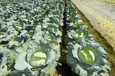 Tarlada taze lahana yetişiyor.