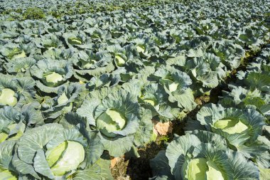 Tarlada yetişen taze lahananın yakın çekimi, Tayvan.