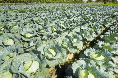 Tarlada taze lahana yetişiyor.