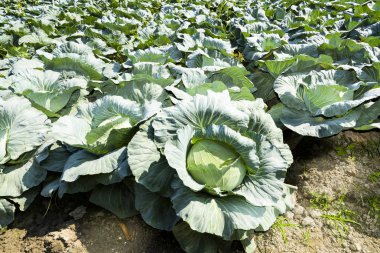 Tarlada taze lahana yetişiyor.