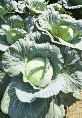 Tarlada taze lahana yetişiyor.