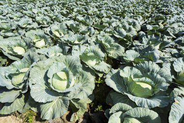 Tarlada taze lahana yetişiyor.