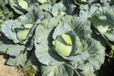 Tarlada taze lahana yetişiyor.