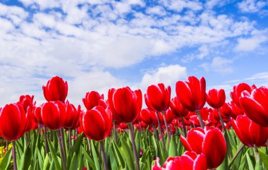 Mavi arkaplanı olan güzel laleler.