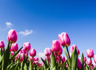 Mavi arkaplanı olan güzel lale çiçeğinin alçak açılı görüntüsü.