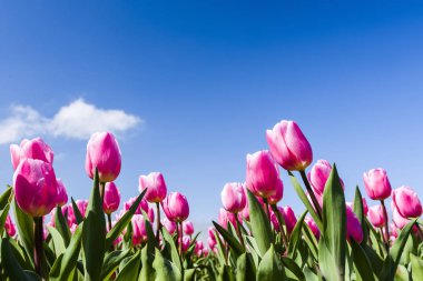 Mavi arkaplanı olan güzel laleler.