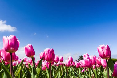 Mavi arkaplanı olan güzel laleler.