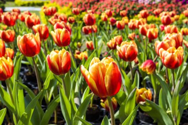 Bahçedeki güzel laleler