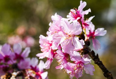 Bahçede açan şeftali çiçekleri.