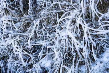 arka plan olarak çimenlerin dondurulması
